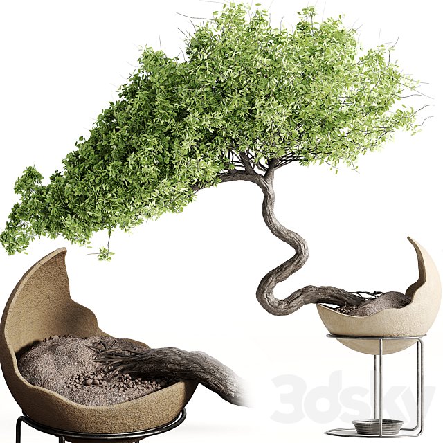 houseplants-indoor-Bonsai-039