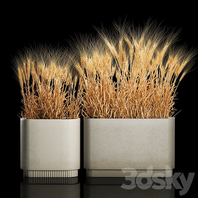 Bushes of spikelets of dry wheat in flowerpots dried flowers, eco style. Plant collection 1204