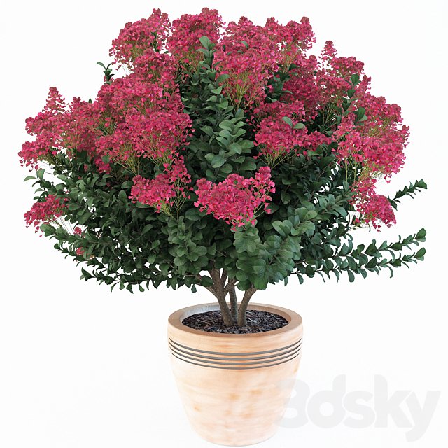 Lagerstroemia indica