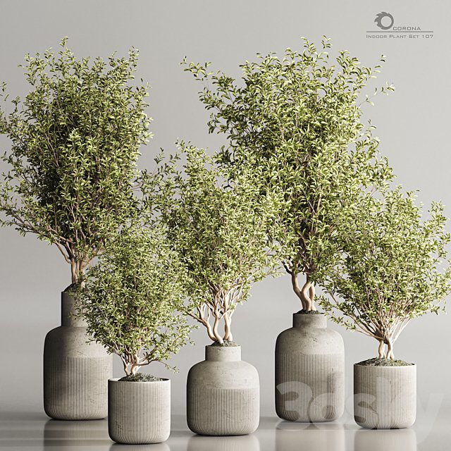 Indoor Plant Set 107