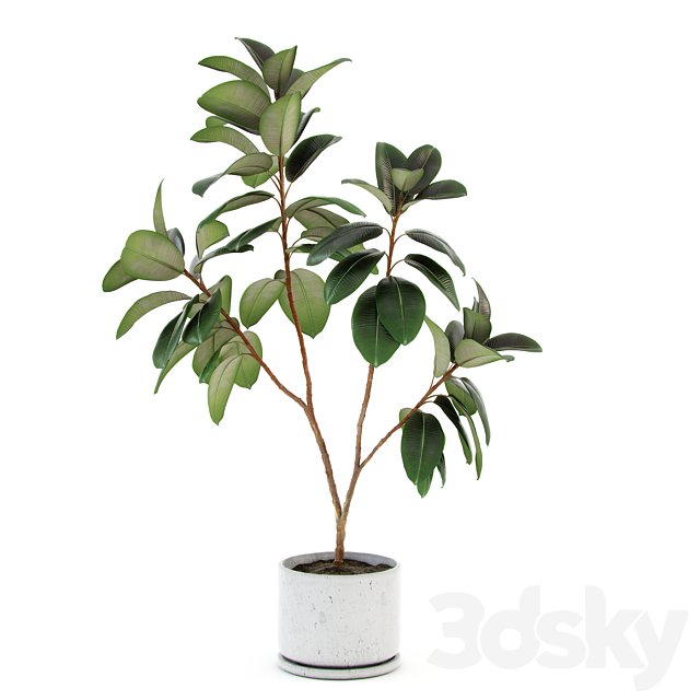 Ficus elastica decora (large)