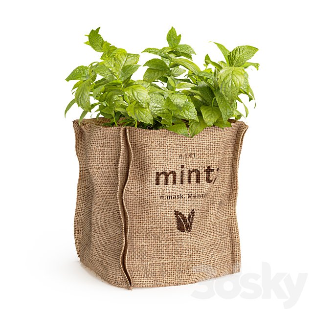 Mint in a burlap pot