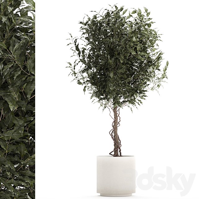 Beautiful interior tree in a modern pot Ficus benjamina. 1232