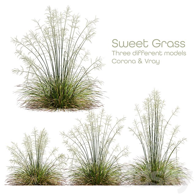 HQ Plants Stipa arundinacea Sweet Grass