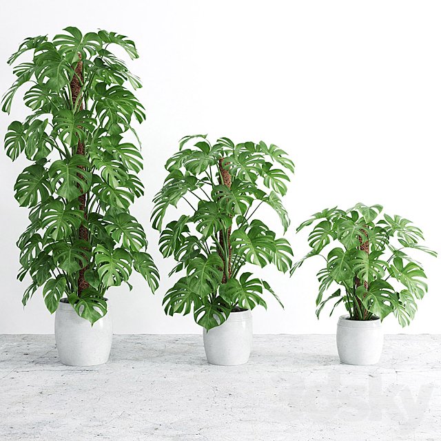 Monstera 4