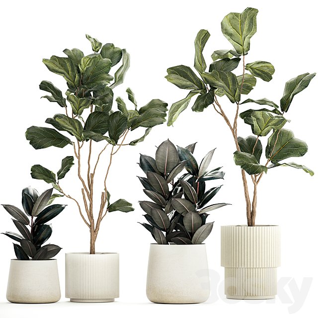 Set of beautiful trees in pots Ficus lyre, Ficus Lyrata and Ficus elastica, Ficus Robusta. 1244