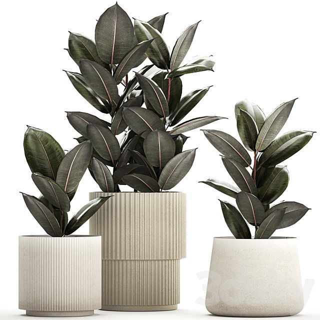 Beautiful tree in a pot Ficus rubbery, elastica, Ficus Abidjan, Ficus Robusta. Plant collection 1246