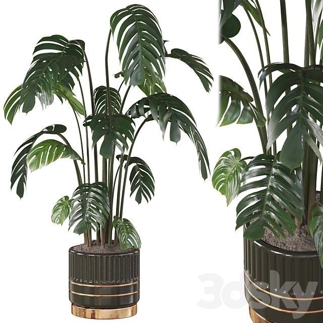 Swiss Cheese Plant In Pot