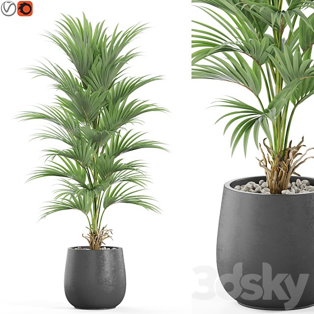 Plants collection 976