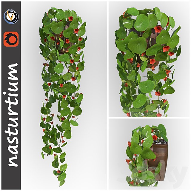 Nasturtium