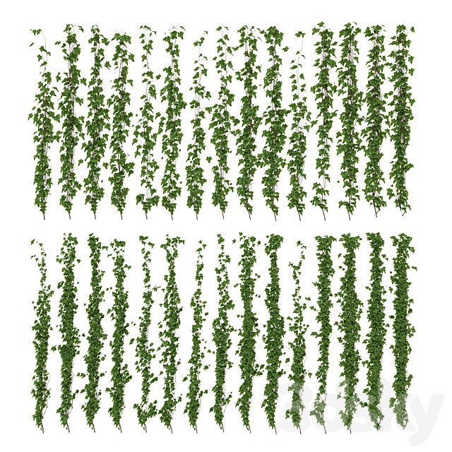 Wall of ivy leaves