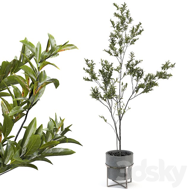 indoor plant 004