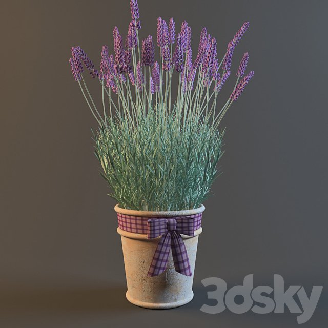 PROFi Lavender