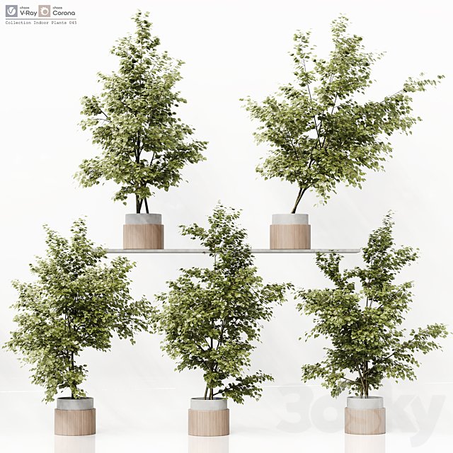 Collection Indoor Plants 045