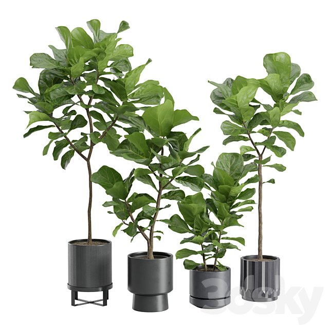 Ficus Lyrata in Dark Planters