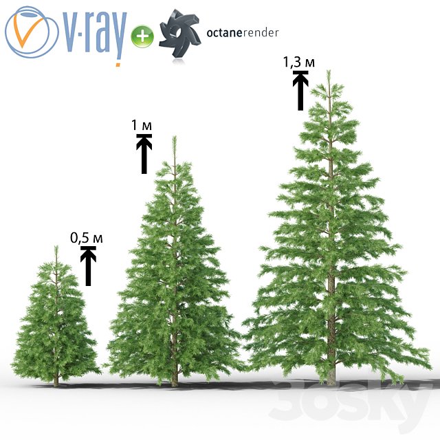 Young spruce