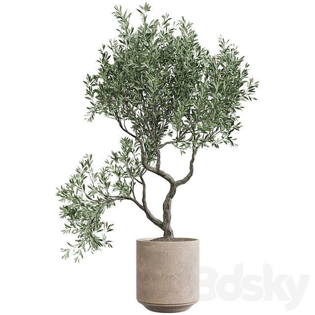 indoor Plant 710