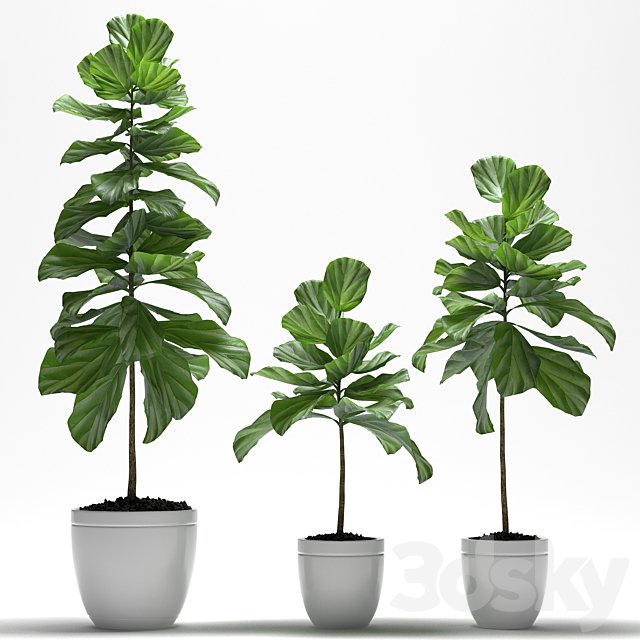 FIG PLANTS