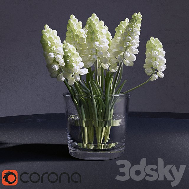 Muscari Hyacinthaceae