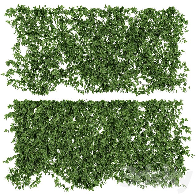 Wall of ivy leaves v2