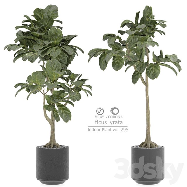 indoor Plant 295