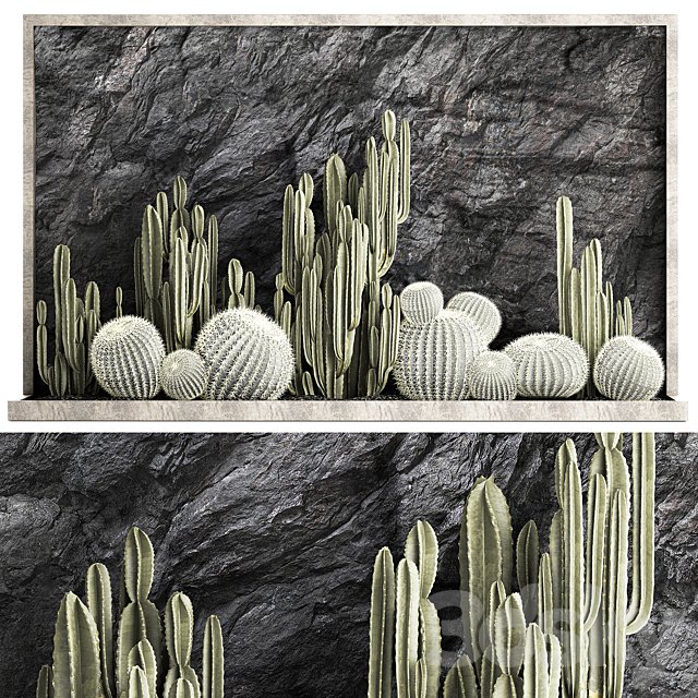 Desert plants cacti with wall rock, black pebbles, cereus, echinocactus, Barrel cactus. Plant collection 1279