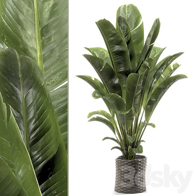 banana plant 012