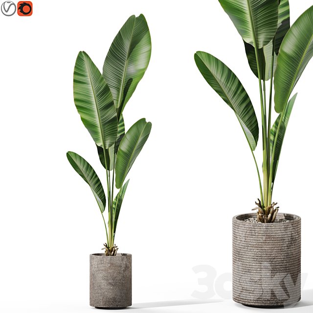 Plants collection 1129