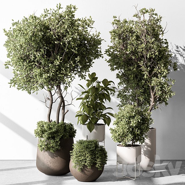 Indoor Plant 541 -Tree in Pot