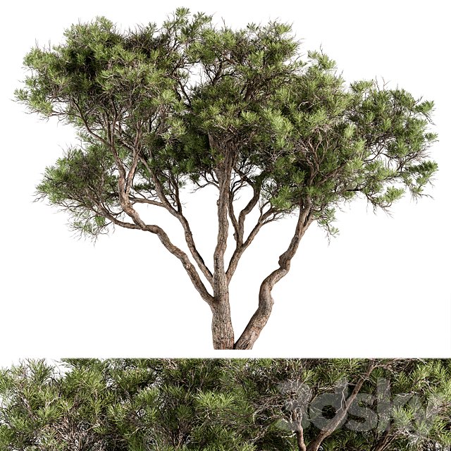 Stone Pine Tree Set 190