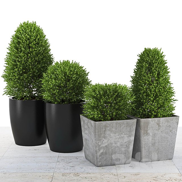 Collection of Plants 3