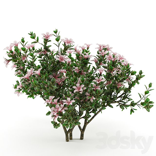 Serissa foetida flora