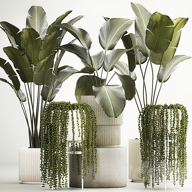Hanging plants Succulents Rowley and Calathea lutea, Strelitzia in pots. Set of plants 1322
