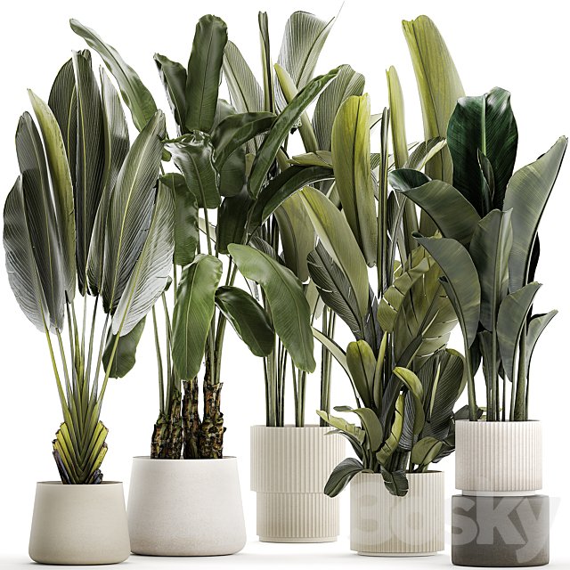 A set of exotic bushes of plants in a flower pot Ravenala, Strelittia, Banana palm. Collection 1330