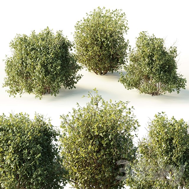Collection mixed plants bush shrubs set 04