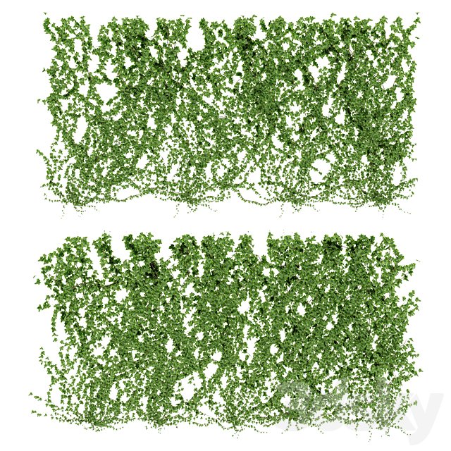 Wall of ivy leaves v4