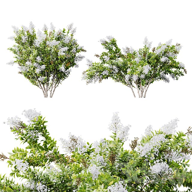 HQ Plants Myrtle White Flower little