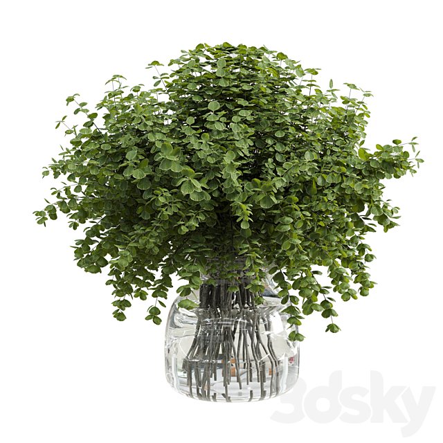 Branches plant with galss vase white - bouquet 36
