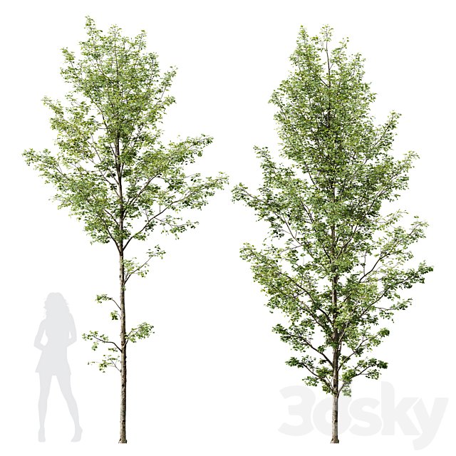 HQ Plants Alnus Glutinosa03
