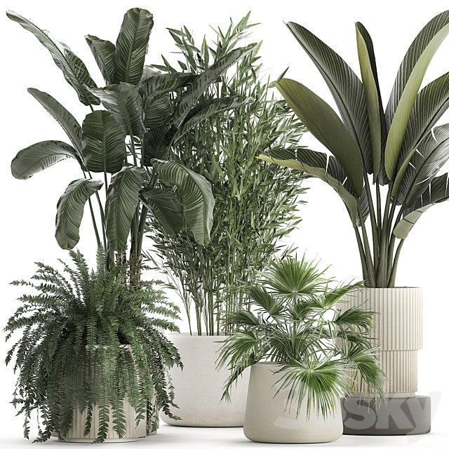 Collection of plants in white flower pots with Banana palm, ravenala, fern, bamboo. set 1352