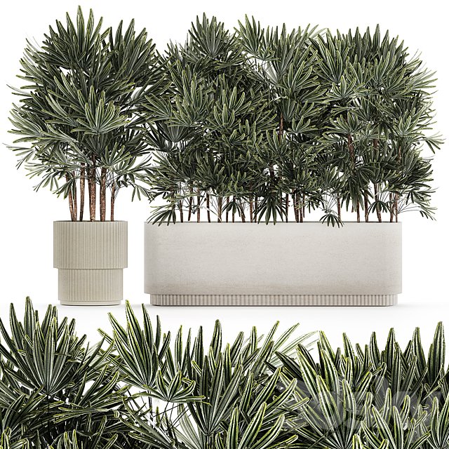 A collection of lush bushes of thickets of plants in modern white pots with palm Rhapis. Set 1356.