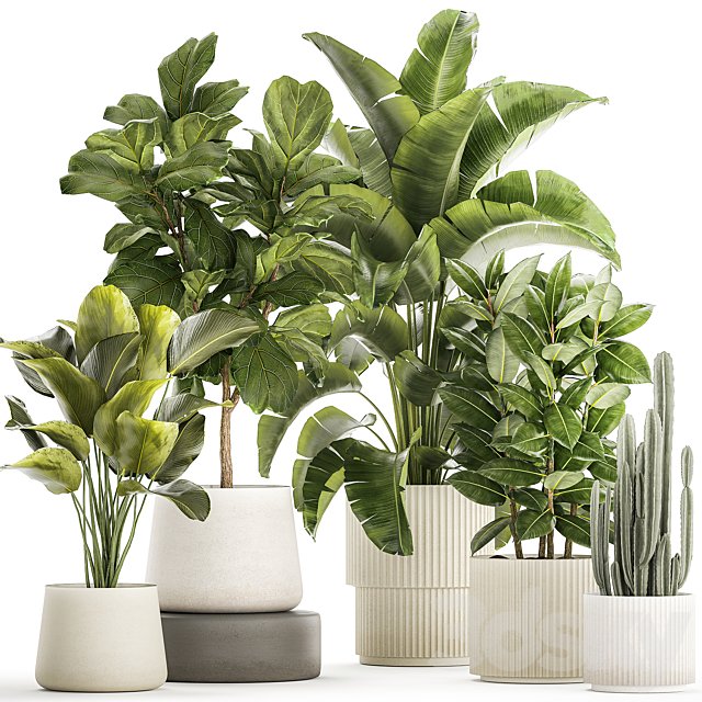 Collection of plants in modern white pots with ficus Lirata tree, banana palm, calathea lutea, cactus, Strelittia. Set 1359.