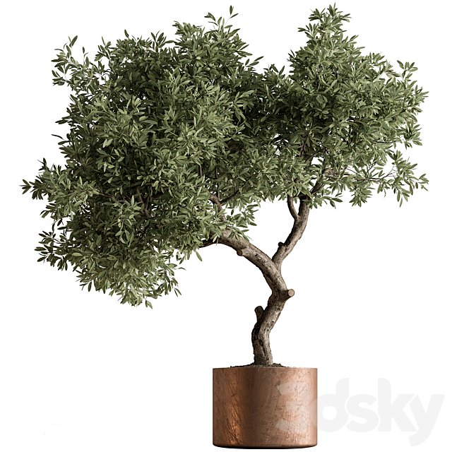 Indoor Plant 573 -Tree in Pot