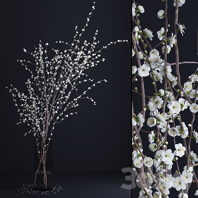 Prunus White Blossom