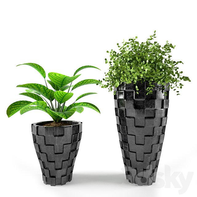 PLANT 02
