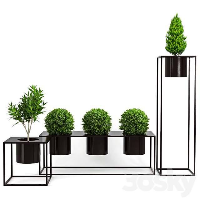 Box Plant