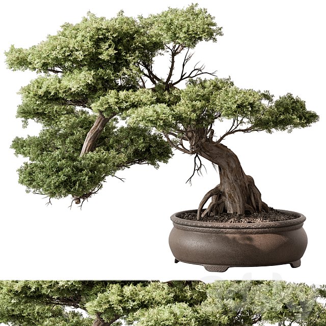 indoor Plant 584 - Bonsai Plant