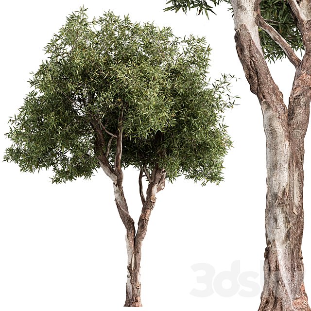 RedGum Tree - Tree Set 216