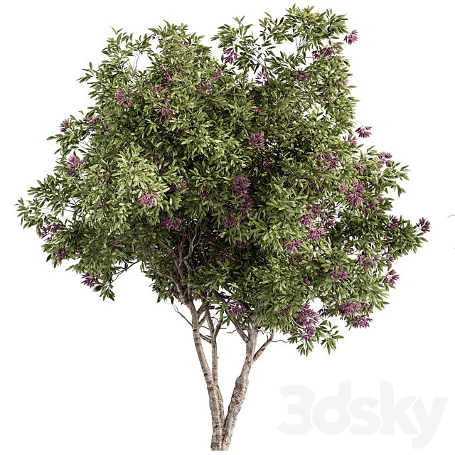 Nerium Oleander -Tree Set 229