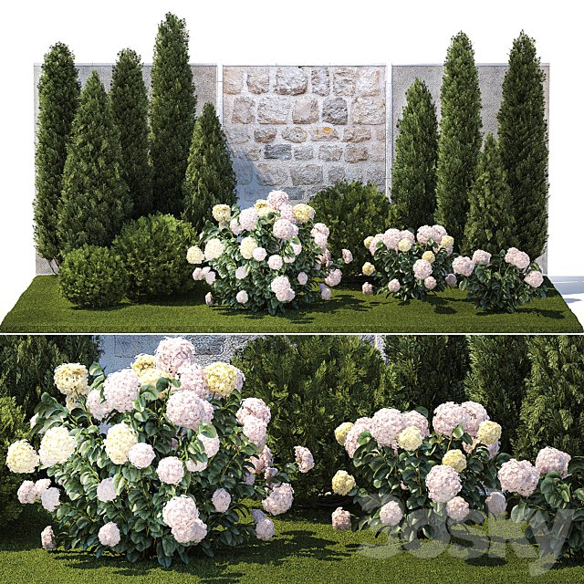 Collection of plants garden with bushes and trees for landscape design with thuja, cypress, flowering Hydrangea white. Set 1378.